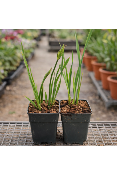 Ірис сибірський Ай сі Старз купити п9, 0,5л, р9